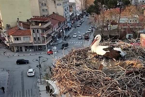 SAĞDIÇ LEYLEĞİ İLK GÖRENE ÖDÜL VAR