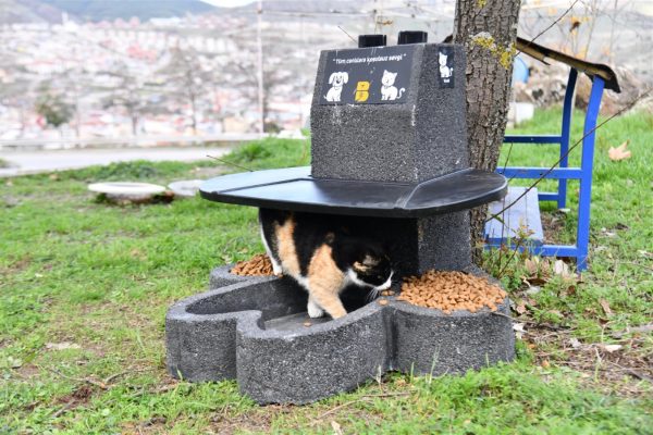 BÜYÜKŞEHİR SOKAK HAYVANLARININ YANINDA