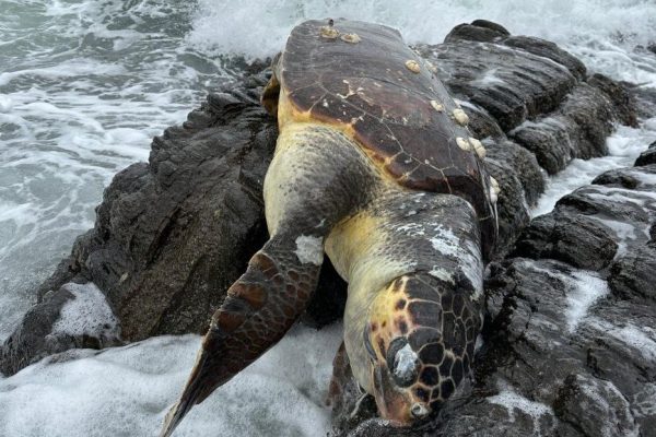 CANSIZ CARETTA CARETTA KIYIYA VURDU