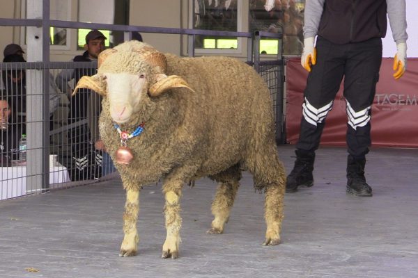 KARACABEY MERİNOS’UNU REKOR FİYATLA ALDI