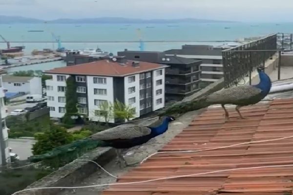 ÇATILARDA GEZEN TAVUS KUŞLARI GÖRENLERİ ŞAŞIRTIYOR