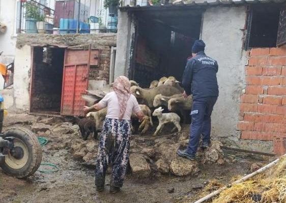ONLARCA HAYVAN TELEF OLMAKTAN KURTARILDI