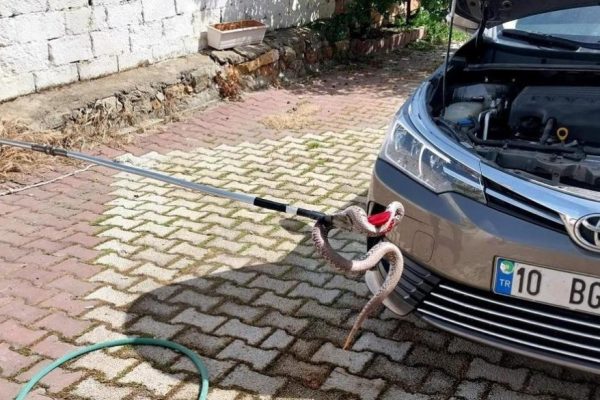 MOTORA GİREN YILAN KORKUTTU