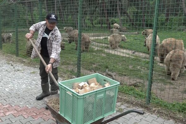 ARTIK EKMEĞİN İYİSİNİ AYILAR YİYOR!