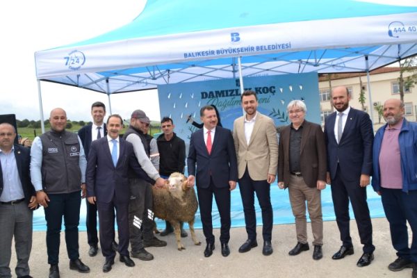 BÜYÜKŞEHİR ÜRETİCİLERE 150 DAMIZLIK KOÇ DAĞITTI