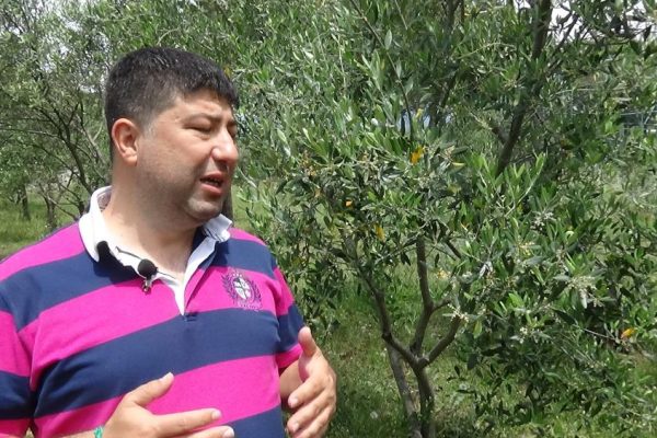 ZEYTİN ÜRETİCİLERİ HAZİRAN YAĞMURLARINI BEKLİYOR