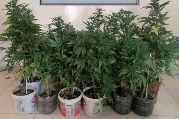 70 KÖK KENEVİR ELE GEÇİRİLDİ