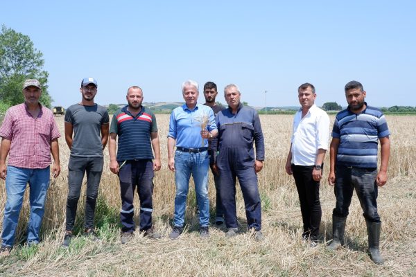 SUSURLUK BELEDİYESİ 13 TON ATA TOHUMU BUĞDAY HASADI YAPTI