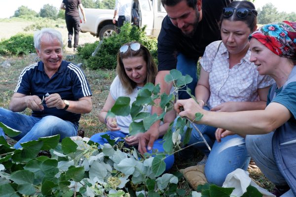 SUSURLUK BELEDİYESİ IHLAMUR HASADINA BAŞLADI