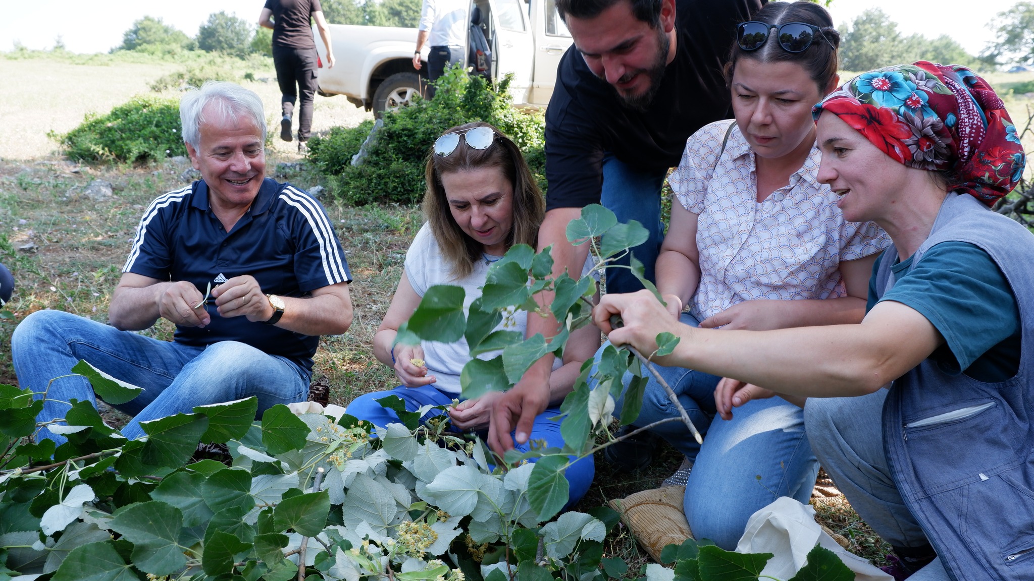 Susurluk Belediyesi ıhlamur hasadını başlattı. Çataldağ’dan Keltepe’ye Susurluk’un  her köşesine