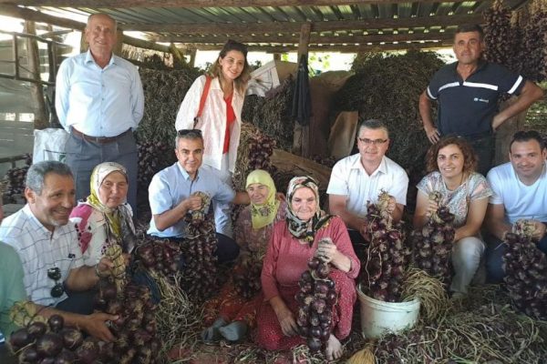 MOR SOĞANDA HASAT ZAMANI