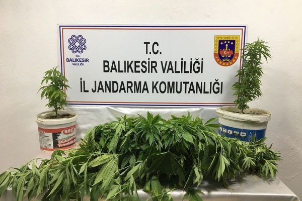 BANDIRMA’DA KENEVİR OPERASYONU