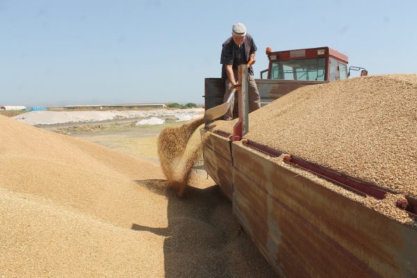 TMO ALIMLARA TAM GAZ DEVAM EDİYOR