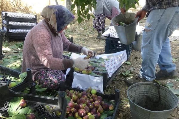 SİYAH İNCİR HASADI BAŞLADI