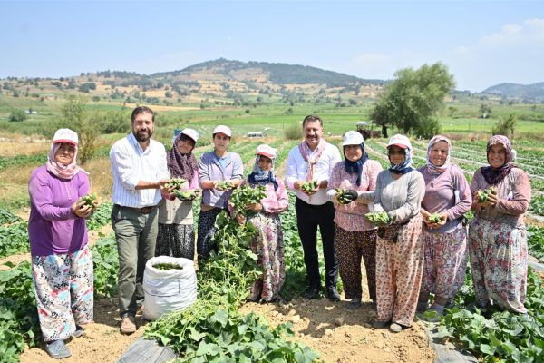 KORNİŞON HASADI BAŞLADI