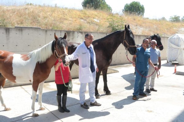 TÜRKİYE’NİN İLK TÜP TAYI BALIKESİR’DE DÜNYA’YA GELECEK