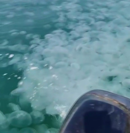 Marmara Denizi’nin güney kıyılarını oluşturan Bursa’nın Gemlik ilçesindeki Küçükkumla ile