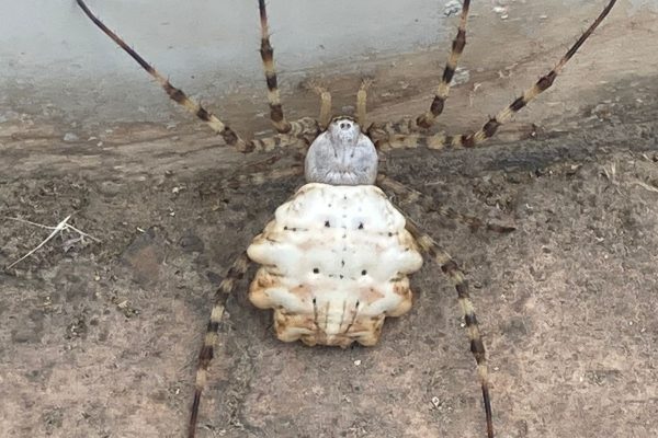 BALIKESİR’DE DE GÖRÜLEN O ÖRÜMCEKLE İLGİLİ RAHATLATAN AÇIKLAMA
