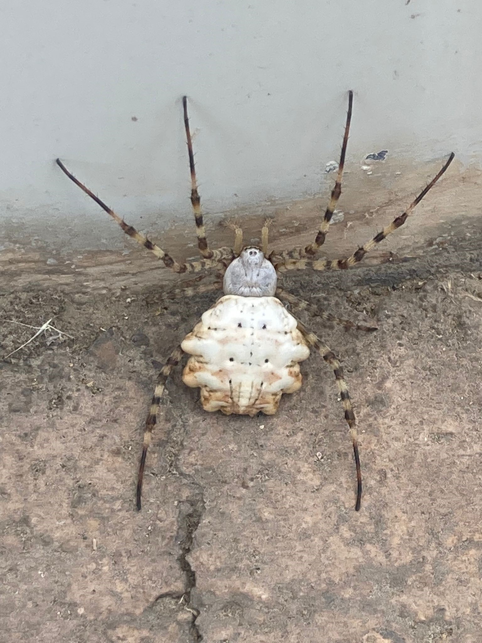 Dünyanın en zehirli örümcekleri arasında olduğu belirtilen ‘Argiope lobata’ örümceği