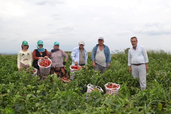 Bölgedeki en verimli toprakları barındıran Aksakal Mahallesinde bu sene kırmızıbiber
