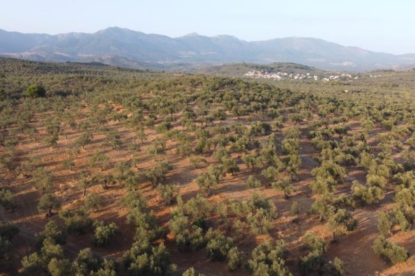 KURAKLIK ZEYTİNDE KALİTE KAYBINA NEDEN OLDU