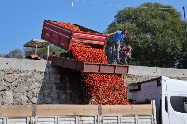 DOMATES ÜRETİCİSİ DERTLİ