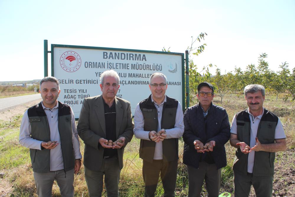 Orman Genel Müdürlüğü’nün Gelir Getirici Tür Ağaçlandırmaları çerçevesinde bulunan ceviz