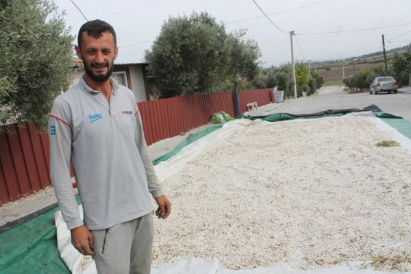 KAZAK FASÜLYESİ İÇİN HASAT ZAMANI