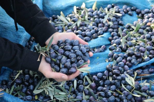 ZEYTİN ÜRETİCİLERİ DİKKAT! FİYAT DEĞİŞTİ