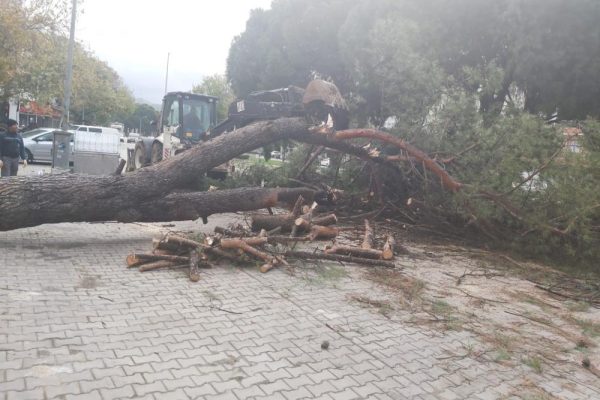FIRTINA AYVALIK’I YIKTI GEÇTİ