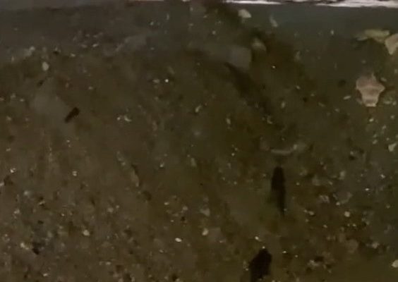 GÖNEN DERESİ SU SAMURLARIYLA TANIŞTI