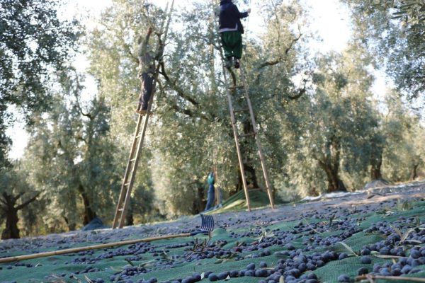 MARMARABİRLİK’TEN 522 MİLYON TL’LİK ÖDEME