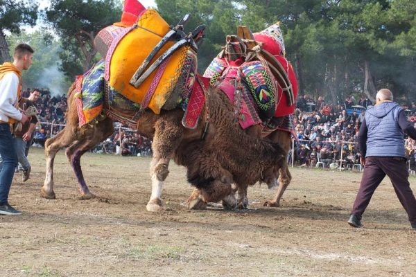 BALIKESİR’DE DEVELER GÜREŞTİ