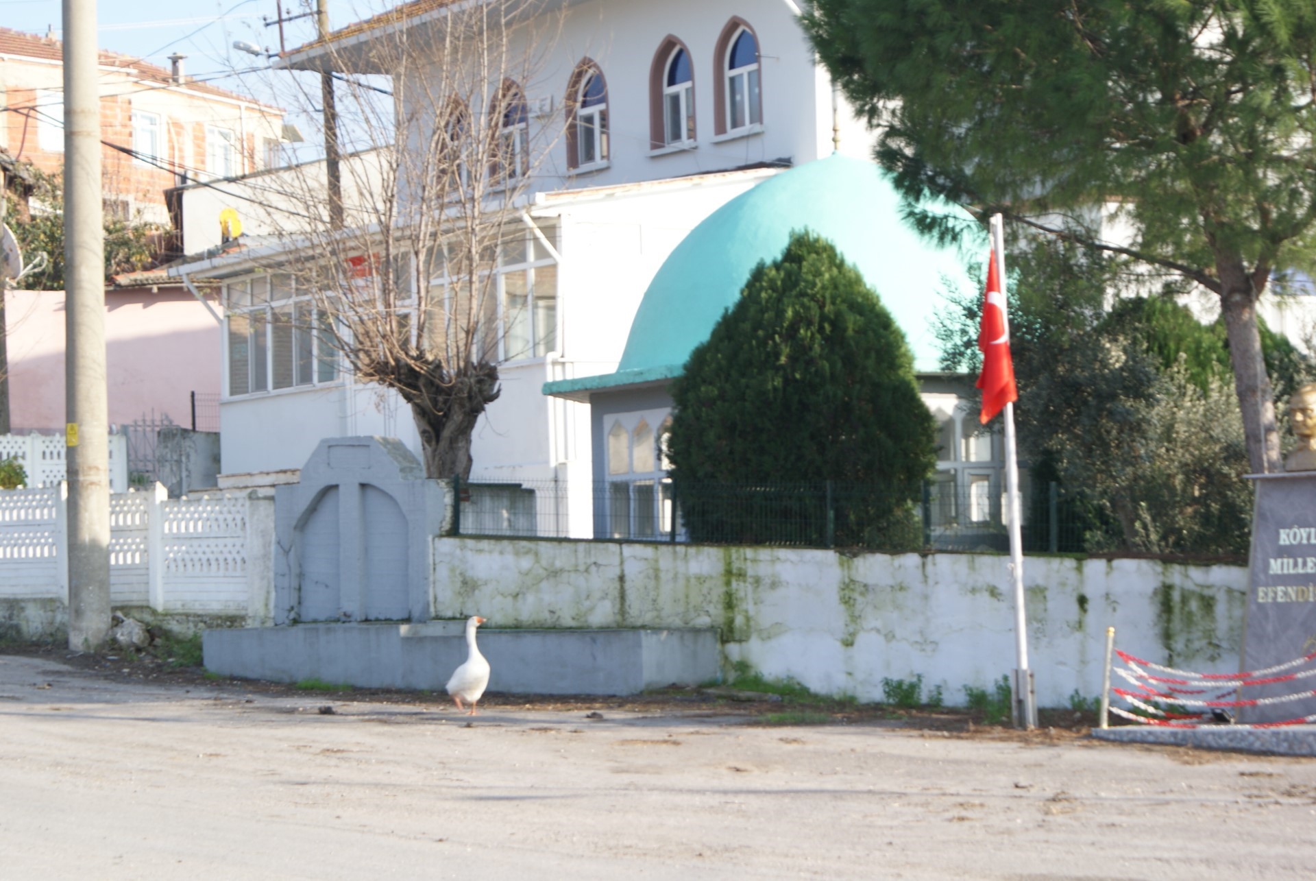 Balıkesir’in Manyas ilçesinde bir kaz, her vakit ezan sesini duyduğunda