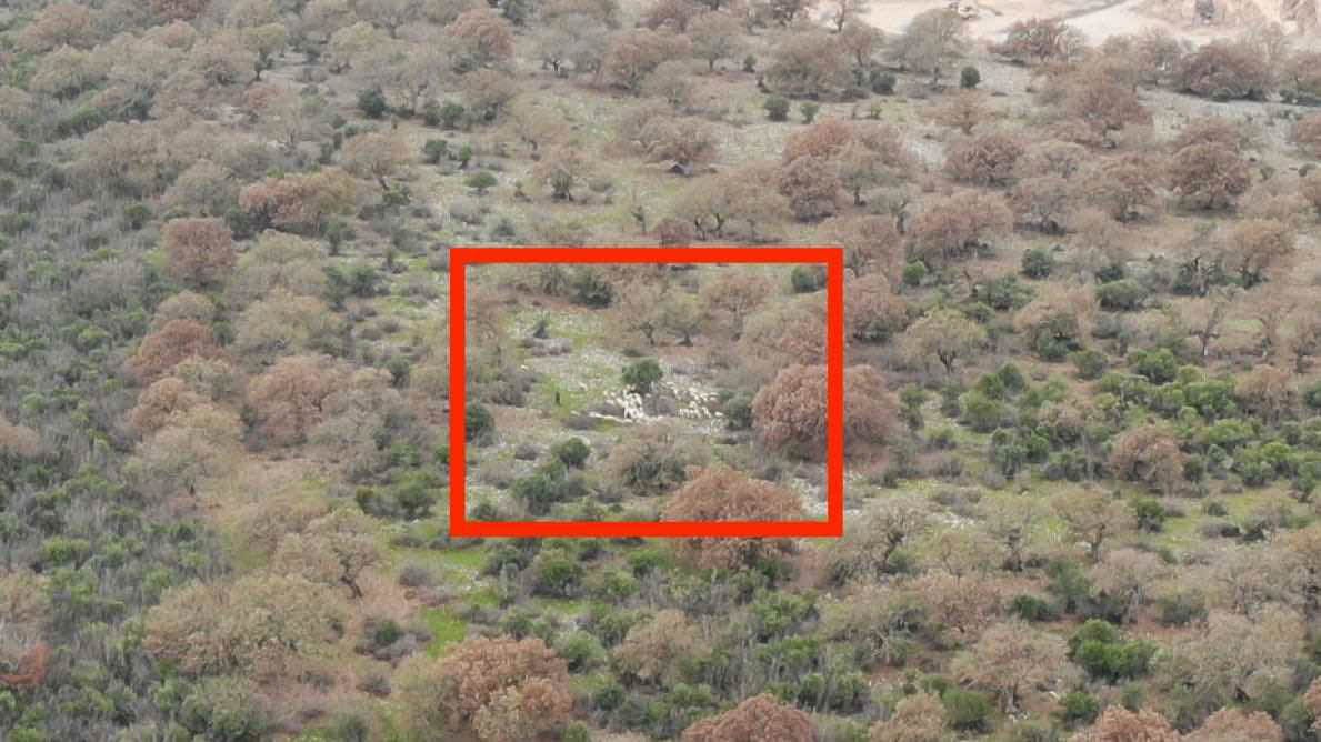 Balıkesir’in İvrindi ilçesinde bir çobanın kayıp 82 koyunu için jandarma