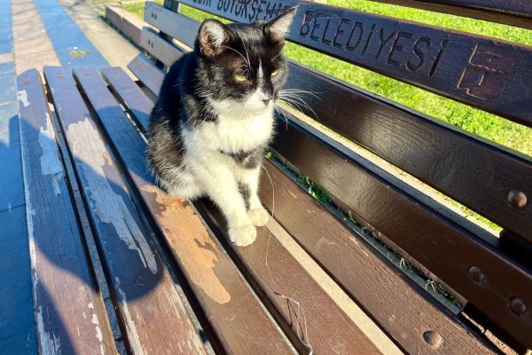 OLTA İĞNESİ YUTAN KEDİYİ VATANDAŞLAR FARKETTİ