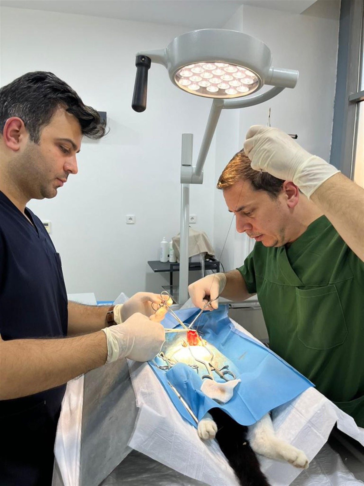 2 adet olta iğnesi yutan sokak kedisinin tedavisi, Balıkesir Büyükşehir