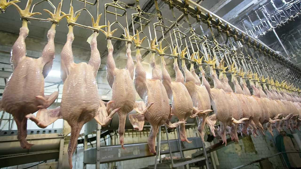 Rekabet Kurumu, beyaz et sektöründe faaliyet gösteren 10 firmaya soruşturma