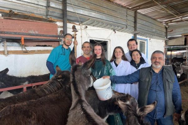 EŞEKLERDEN EMBRİYO TRANSFERİ YAPILDI