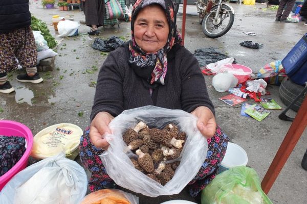 KUZU GÖBEĞİ MANTARI ALTINLA YARIŞIYOR