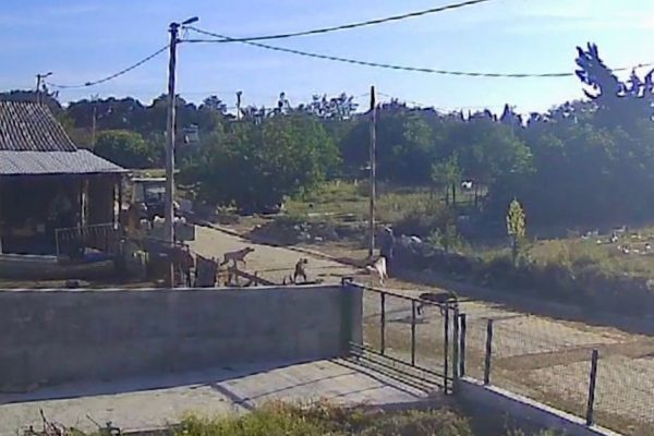 KÖPEKLERİN SALDIRDIĞI KADIN ÇIĞLIKLAR İÇİNDE YARDIM İSTEDİ