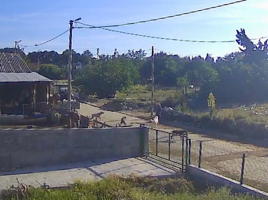 Bandırma’da 6 başıboş köpek 57 yaşındaki bir kadına saldırdı. Olay