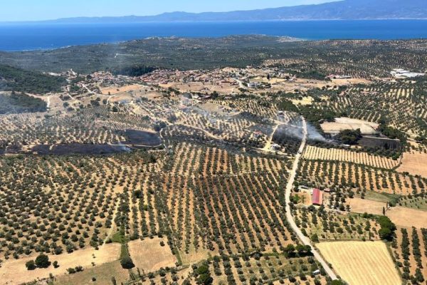 ÇÖPLÜK YANGINI ZEYTİNLİKLERE SIÇRADI