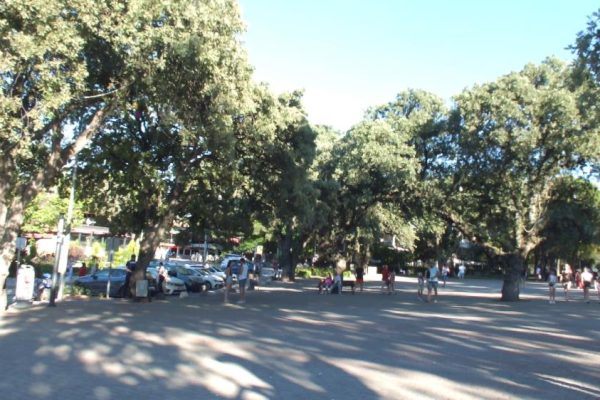 TARİHİ MEŞE AĞAÇLARI KORUMA ALTINA ALINDI