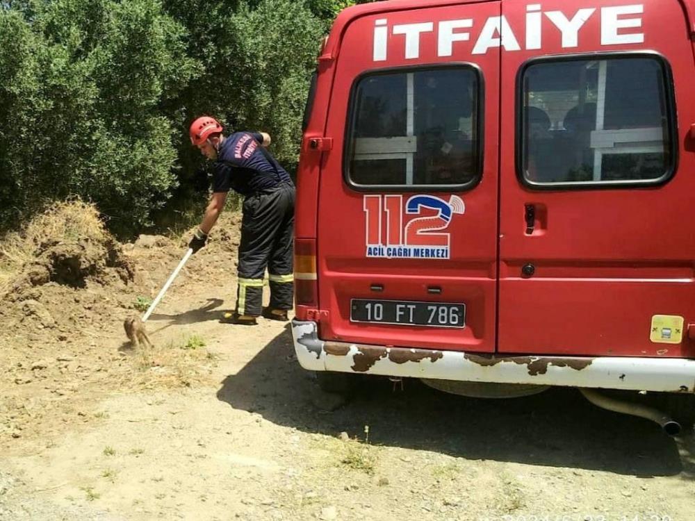 Balıkesir’in Erdek ilçesinde çukura düşen yavru domuz itfaiye ekipleri tarafından