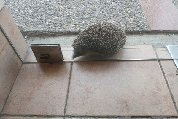 BANDIRMA SOKAKLARINDA BİR KİRPİ!