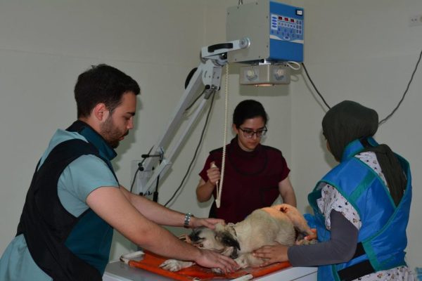 BİN HASTA HAYVANA YARDIM ELİ OLDULAR