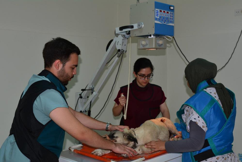 Veteriner Fakültesi de eğitim ve akademik çalışmaların yanı sıra hayvan