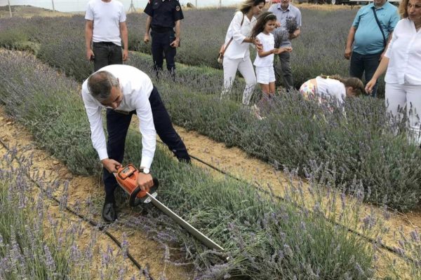 PAŞALİMANI ADASINDA LAVANTA HASADI YAPILDI