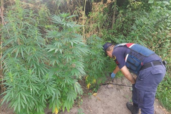 BALIKESİR’DE 150 KÖK KENEVİR ELE GEÇİRİLDİ